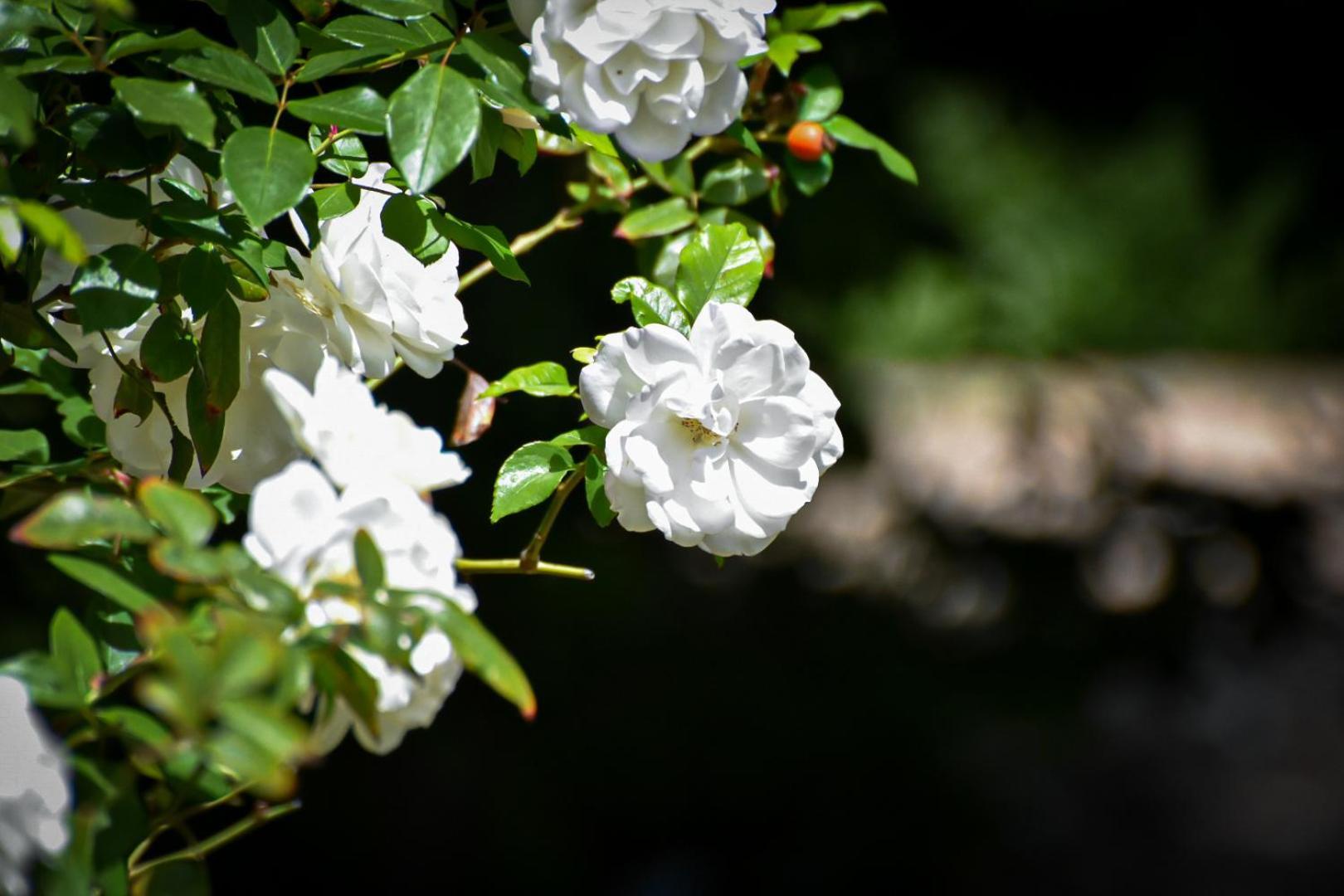 Beautiful Betty Guesthouse โบฟอร์ตเวสต์ ภายนอก รูปภาพ